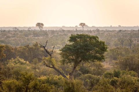 Forest, landscape with green trees at sunset, Kruger National Park, South Africa