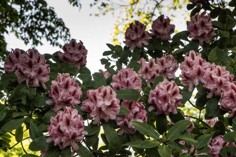 Rhododendron blossom (Rhododendron Furnivalls Daughter), Emsland, Lower Saxony, Germany