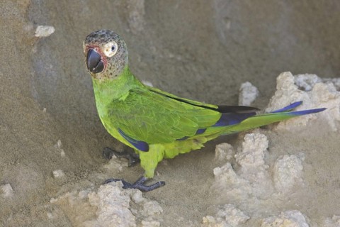 Dusky-headed Parakeet (Aratinga weddellii), Ecuador
