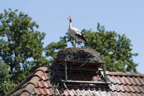 White Stork (Ciconia ciconia) nest, Brandenburg, Germany