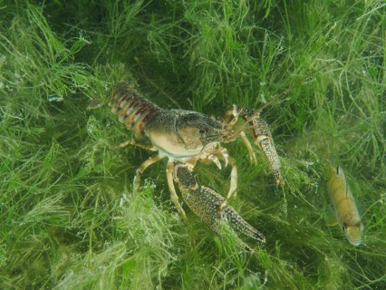 Crayfish (Faxonius limosus), American crayfish, invasive species, moves through green algae in