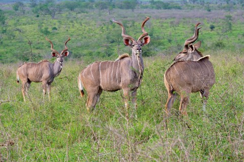 Male Greater kudus (Tragelaphus strepsiceros) in the savannah, Kwazulu Natal Province, South Africa