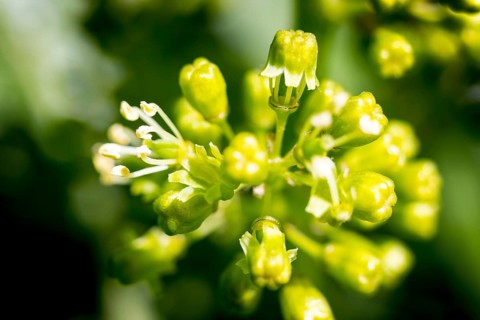 Blossom with buds and flowers, vine blossom on a vine, grapevine (Vitis vinifera), macro