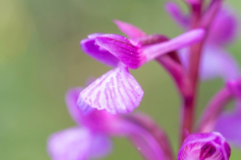 A delicate macro shot capturing the vibrant details and textures of Orchis x subpapilionacea, set