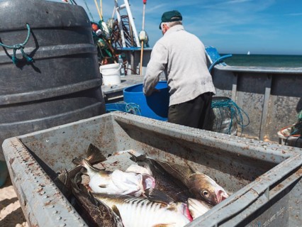 Freshly caught cod in the box and fishermen on cutter in background in Poland