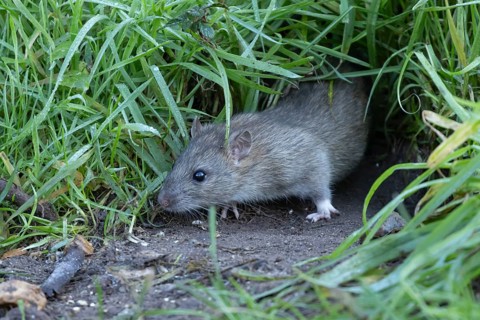 Brown rat (Rattus norvegicus) adult rodent animal looking out from a burrow hole in grassland,