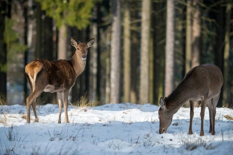 Artiodactyla, Cervus Elaphus, even-toed ungulate, cloven-hoofed, red deer, deer, deer, mammals,