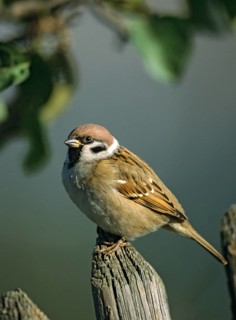 Tree Sparrow, Passer Montanus, Tree Sparrow, Birds, Garden, Garden Fence, Garden Fence, High Size,