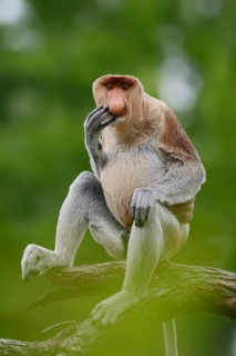 Proboscis monkey (Nasalis larvatus), male perched on a branch, in captivity, found on Borneo