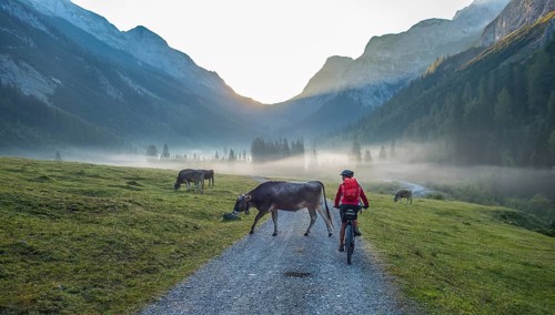 Woman, with electrical mountain bike meets a herd of cows in the Karwendel Valley, Tirol, Austria