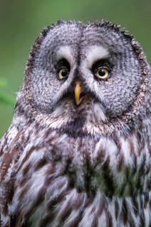 Bearded owl, Finland, Great Grey Owl, Strix nebulosa, birds, owls, female, high size, portrait