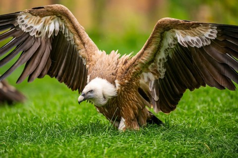 Griffon Vultures (Gyps fulvus) starts flying from a meadow in spring, bavaria, Germany