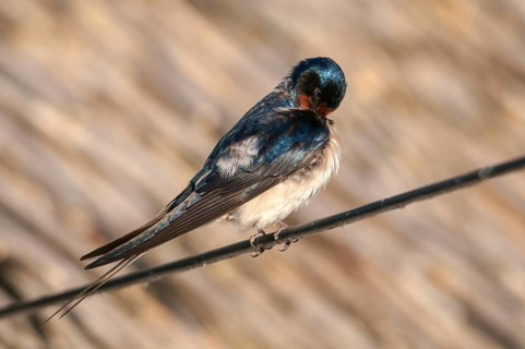 Hirundo rustica, house martin, swallow, birds, passeri, swallows, songbirds, songbirds, birds