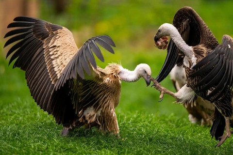 Griffon Vultures (Gyps fulvus) arguing with each other on a meadow in spring, bavaria, Germany