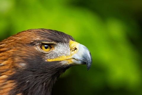 Close-up of an eagle with a sharp gaze against a light-coloured background, golden eagle (Aquila