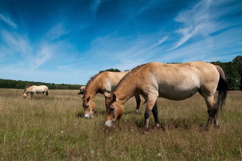 Asian wild horse, Equus Przewalskii, Mongolian wild horse, odd-toed ungulates, perissodactyla,