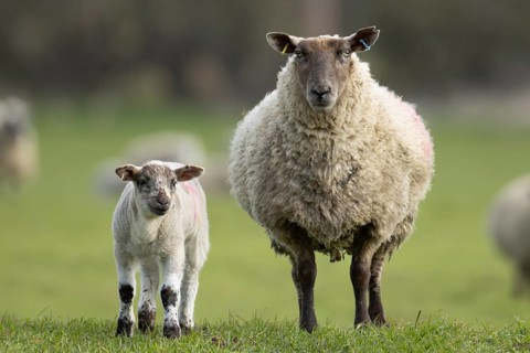 Domestic sheep (Ovis aries) adult mother ewe and juvenile baby lamb farm animals in a grass field