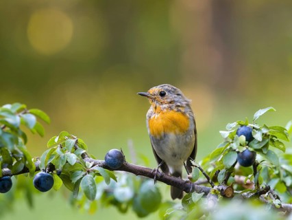 Robin (Erithacus rubecula), a young bird perched on a blackthorn branch (Prunus spinosa), Hesse,