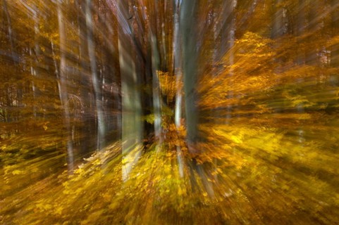 Atmosphere, autumn, tree, beech forest, trees, autumn, landscape, deciduous forest, mood, tree,
