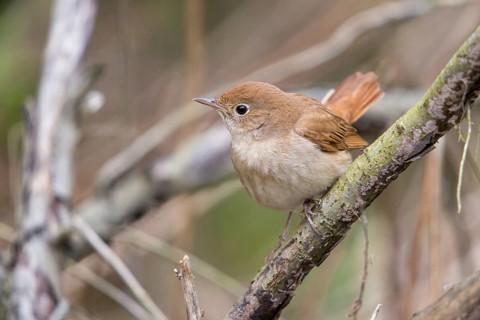 Luscinia megarhynchos, nightingale, birds, passeri, songbirds, songbirds, birds