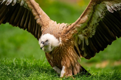 Griffon Vultures (Gyps fulvus) starts flying from a meadow in spring, bavaria, Germany