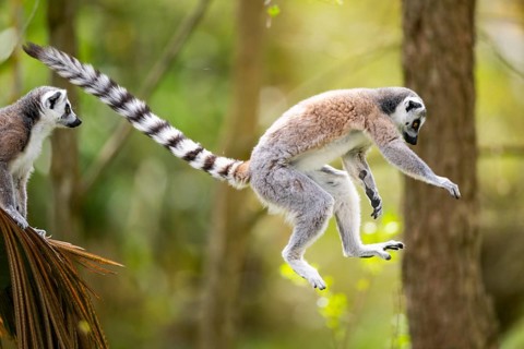 Ring-tailed lemur (Lemur catta) jumping from a branch, captive, Germany