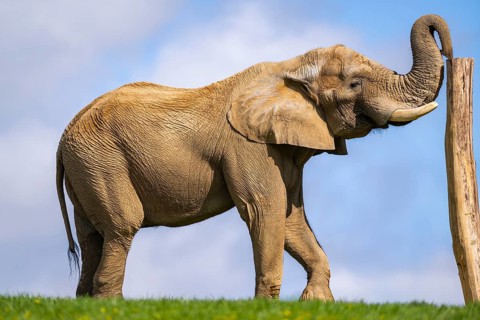 African bush elephant (Loxodonta africana) on a meadow, captive, distribution Afrika