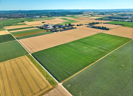 Aerial view of geometric grain and corn fields forming a colorful agricultural landscape with