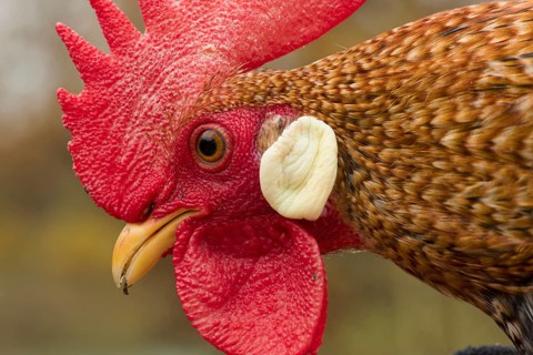 Animals, birds, chickenbird, rooster, portrait, head, dwarf Italian breed, color