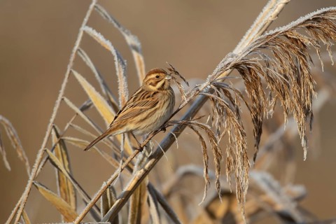 Reed bunting (Emberiza schoeniclus) adult female bird in a frost covered reedbed in winter,