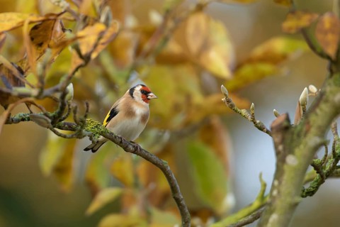 European goldfinch (Carduelis carduelis) adult bird on a garden Magnolia tree with autumn colour