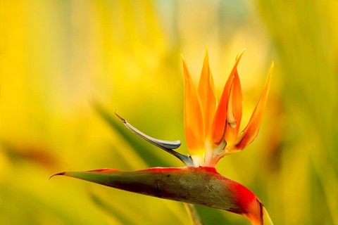 Bird-of-paradise flower (Strelitzia reginae), Cyprus