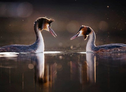 Great Crested Grebe (Podiceps cristatus), courting pair, Zurich, Switzerland