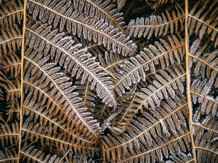 Fern leaves covered with hoarfrost, Sauerland, North Rhine-Westphalia, Germany