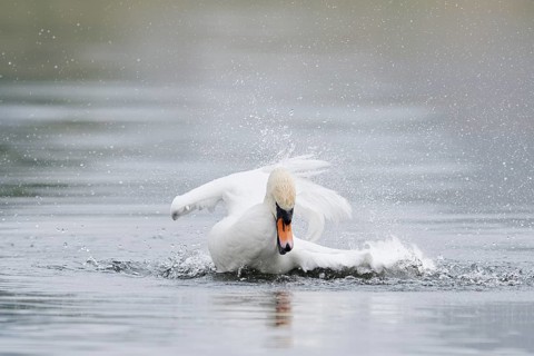 Mute swan (Cygnus olor), bathing, North Rhine-Westphalia, Germany