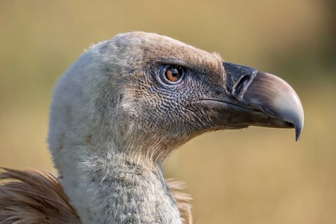 Eurasian griffon vulture (Gyps fulvus) close-up of head showing thick strong beak