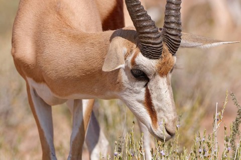 Springbok (Antidorcas marsupialis), adult male, feeding on flowers and leaves, animal portrait,