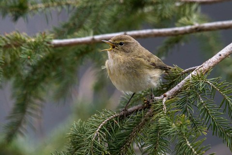 Chiffchaff, phylloscopus collybita, zilpzalp, birds, song, passeri, singing, songbirds, birds