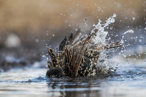 Star, Starling, Sturnus Vulgaris, Bath, Birds, Passeri, Songbirds, Potions, Birds, Watering Place