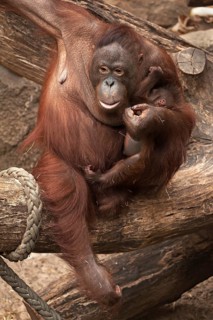 Urangutan (Pongo pygmaeus) with her cub in her arms, captive, Germany