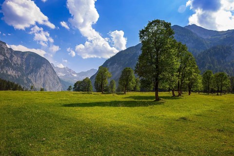 Large maple soil in the Karwendel nature park Park in Rißtal, Hinterriß, Tyrol, Austria