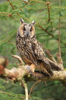 Long-eared owl (Asio otus), Neuschönau, Bavaria, Germany