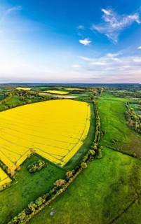 Panorama of Rapeseed Fields and Farms over Horsebridge nad Stockbridge from a drone, Hampshire,
