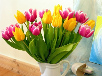 Colourful bouquet of tulips (Tulipan), Germany