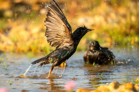 Star, Starling, Sturnus Vulgaris, Bath, Bird Bath, Birds, Passeri, Songbirds, Potion, Birdbath,