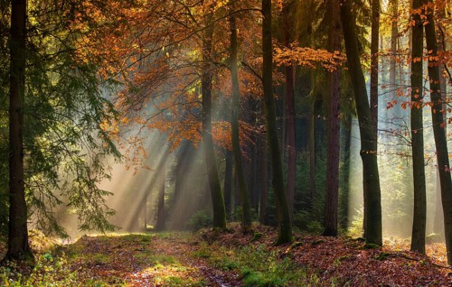Germany, Greiz, Pöllwitzer Wald, Thuringia, autumn, tree, trees, autumn, tree, forest, wood