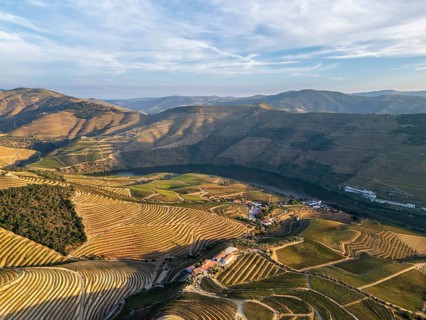 High angle drone shot of vineyard terraces surrounding the Douro River in Portugal, with geometric