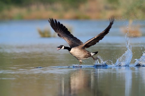 Canada goose (Branta canadensis) flying up, North Rhine-Westphalia, Germany