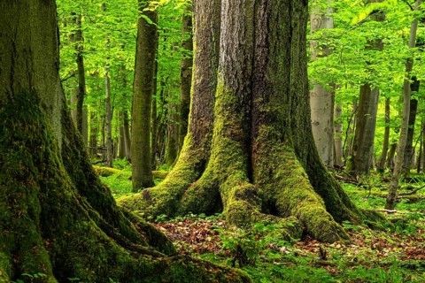 Close-up of the moss-covered trunks of huge, ancient European beech trees (Fagus sylvatica) in a