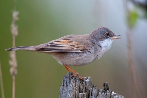 2009, Brandenburg, Warbler, Germany, Nabu, national natural heritage, natural paradise Grünhaus,